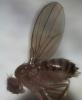 Drosophila melanogaster